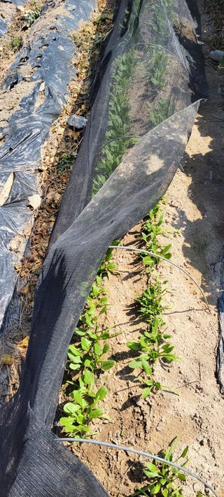 김중언님의 11월 내 작물 자랑하기 · 참여글 작성글 사진