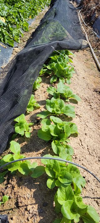 김중언님의 11월 내 작물 자랑하기 · 참여글 작성글 사진