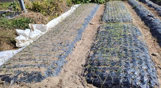 김중언님의 11월 내 작물 자랑하기 · 참여글 작성글 사진