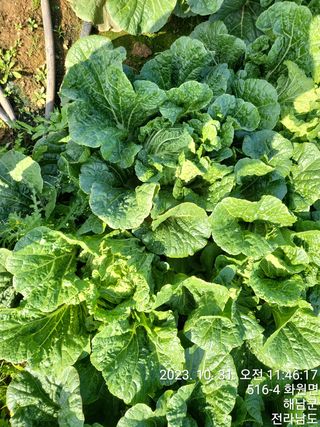 양파17806님의 배추 · 영농일지 작성글 사진