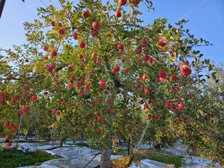 또바기사과(이훈희)님의 11월 내 작물 자랑하기 · 참여글 작성글 사진