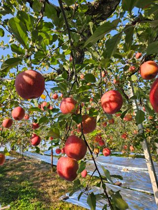 또바기사과(이훈희)님의 11월 내 작물 자랑하기 · 참여글 작성글 사진