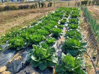 옥동7님의 11월 내 작물 자랑하기 · 참여글 작성글 사진