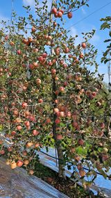 팜모닝 11월 내 작물 자랑하기·참여글 게시글 이미지