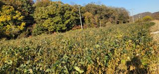 신승철님의 11월 내 작물 자랑하기 · 참여글 작성글 사진