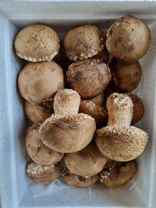 신현옥님의 11월 내 작물 자랑하기 · 참여글 작성글 사진