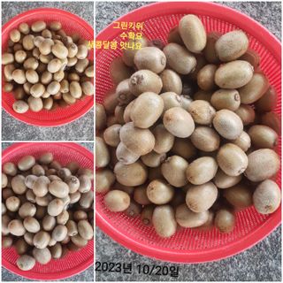 김수연님의 11월 내 작물 자랑하기 · 참여글 작성글 사진