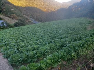 박흥구님의 11월 내 작물 자랑하기 · 참여글 작성글 사진