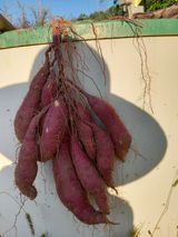 팜모닝 11월 내 작물 자랑하기·참여글 게시글 이미지