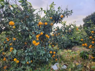 김형철님의 11월 내 작물 자랑하기 · 참여글 작성글 사진