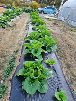 마중물0715님의 11월 내 작물 자랑하기 · 참여글 작성글 사진