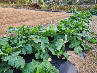 마중물0715님의 11월 내 작물 자랑하기 · 참여글 작성글 사진