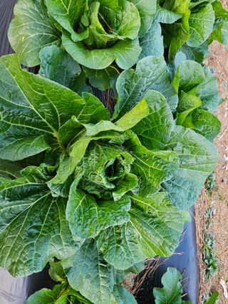 마중물0715님의 11월 내 작물 자랑하기 · 참여글 작성글 사진