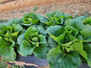 마중물0715님의 11월 내 작물 자랑하기 · 참여글 작성글 사진