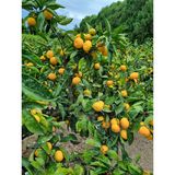 팜모닝 11월 내 작물 자랑하기·참여글 게시글 이미지