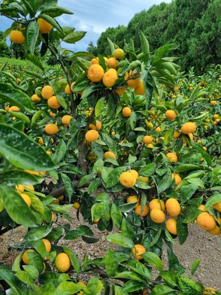 박종례님의 11월 내 작물 자랑하기 · 참여글 작성글 사진