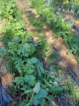 팜모닝 11월 내 작물 자랑하기·참여글 게시글 이미지