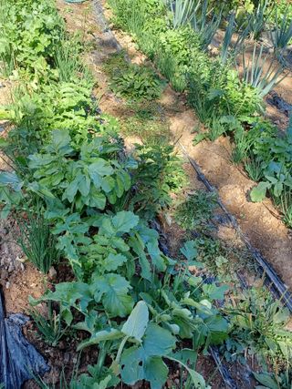 석장근님의 11월 내 작물 자랑하기 · 참여글 작성글 사진