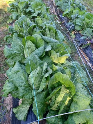 석장근님의 11월 내 작물 자랑하기 · 참여글 작성글 사진