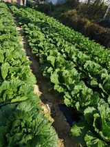 팜모닝 11월 내 작물 자랑하기·참여글 게시글 이미지