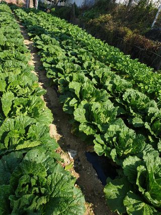 강인권님의 11월 내 작물 자랑하기 · 참여글 작성글 사진