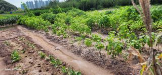 농업을꿈꾸다님의 11월 내 작물 자랑하기 · 참여글 작성글 사진