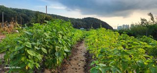 농업을꿈꾸다님의 11월 내 작물 자랑하기 · 참여글 작성글 사진