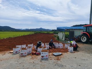 민들레 수연님의 11월 내 작물 자랑하기 · 참여글 작성글 사진