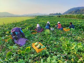 민들레 수연님의 11월 내 작물 자랑하기 · 참여글 작성글 사진