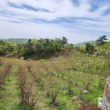 팜모닝 11월 내 작물 자랑하기·참여글 게시글 이미지