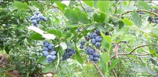 홍승한님의 11월 내 작물 자랑하기 · 참여글 작성글 사진