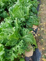 팜모닝 배추·자연재해•동물피해 게시글 이미지