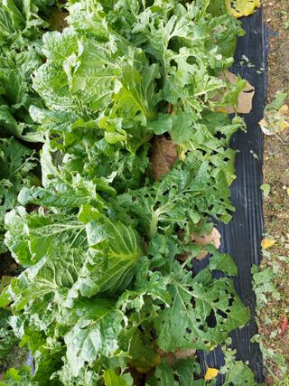 김성식님의 배추 · 자연재해•동물피해 작성글 사진