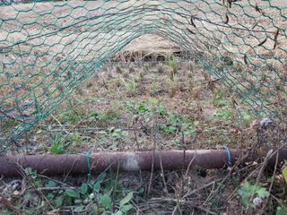 철남 김희곤님의 11월 내 작물 자랑하기 · 참여글 작성글 사진