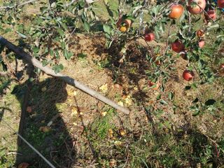 철남 김희곤님의 11월 내 작물 자랑하기 · 참여글 작성글 사진