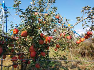 철남 김희곤님의 11월 내 작물 자랑하기 · 참여글 작성글 사진