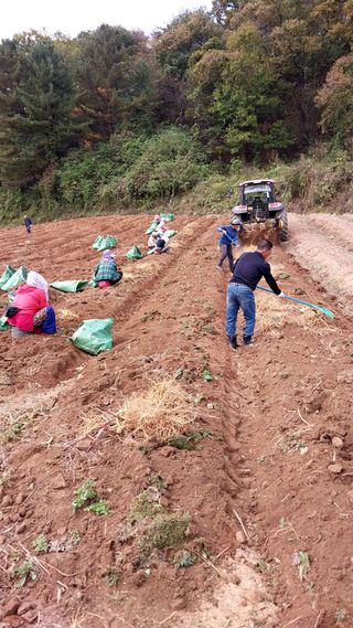 피롤땅지기님의 11월 내 작물 자랑하기 · 참여글 작성글 사진