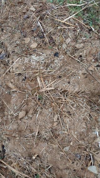 피롤땅지기님의 11월 내 작물 자랑하기 · 참여글 작성글 사진