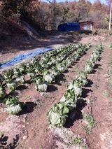 팜모닝 11월 내 작물 자랑하기·참여글 게시글 이미지