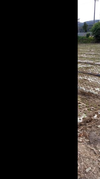 피롤땅지기님의 11월 내 작물 자랑하기 · 참여글 작성글 사진