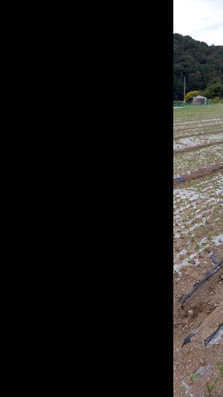 피롤땅지기님의 11월 내 작물 자랑하기 · 참여글 작성글 사진