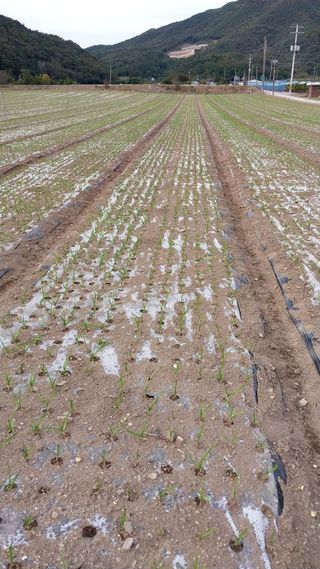 피롤땅지기님의 11월 내 작물 자랑하기 · 참여글 작성글 사진