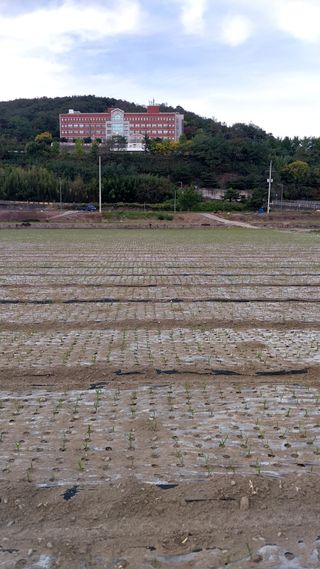 피롤땅지기님의 11월 내 작물 자랑하기 · 참여글 작성글 사진