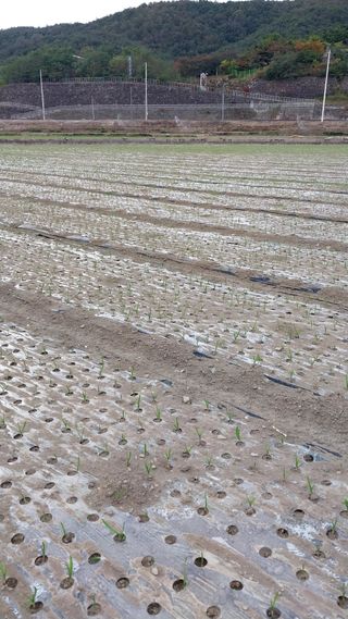 피롤땅지기님의 11월 내 작물 자랑하기 · 참여글 작성글 사진