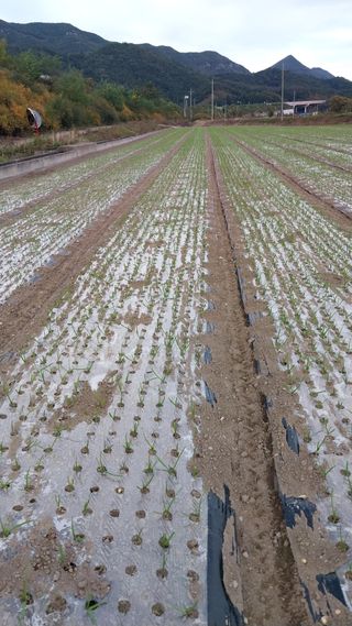 피롤땅지기님의 11월 내 작물 자랑하기 · 참여글 작성글 사진
