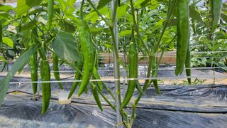 홍사엽님의 11월 내 작물 자랑하기 · 참여글 작성글 사진