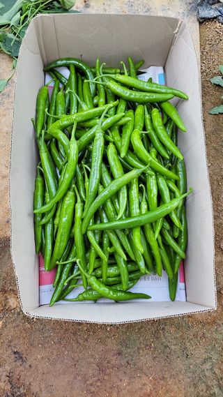 홍사엽님의 11월 내 작물 자랑하기 · 참여글 작성글 사진