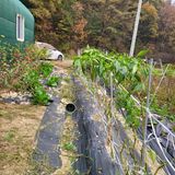 팜모닝 11월 내 작물 자랑하기·참여글 게시글 이미지