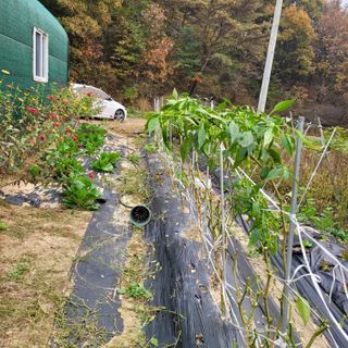 최명희님의 11월 내 작물 자랑하기 · 참여글 작성글 사진