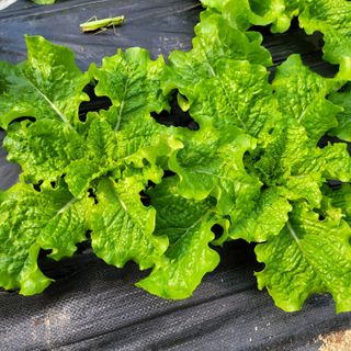 최명희님의 11월 내 작물 자랑하기 · 참여글 작성글 사진